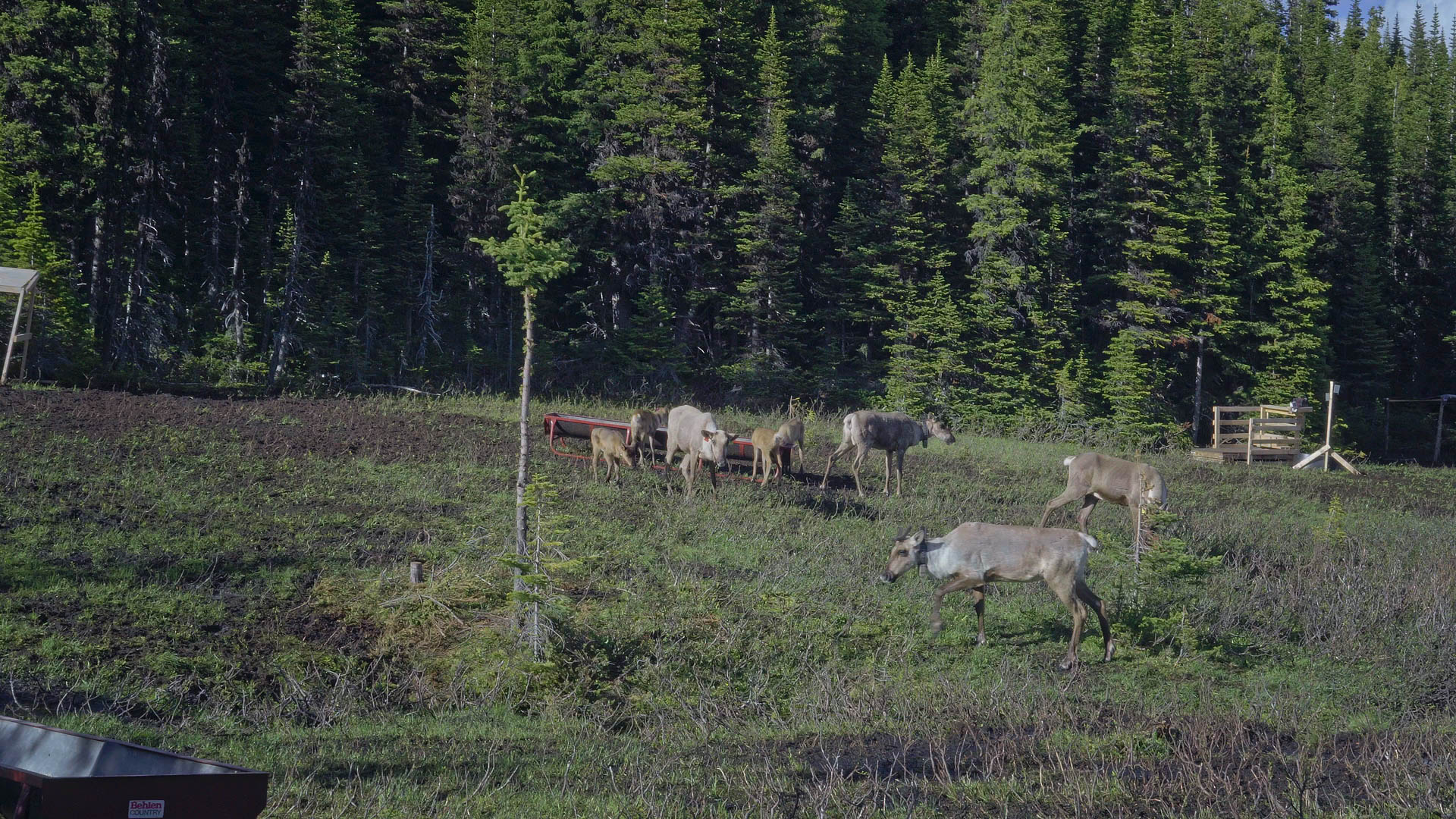 Bodewitz-Caribou_2.35.1