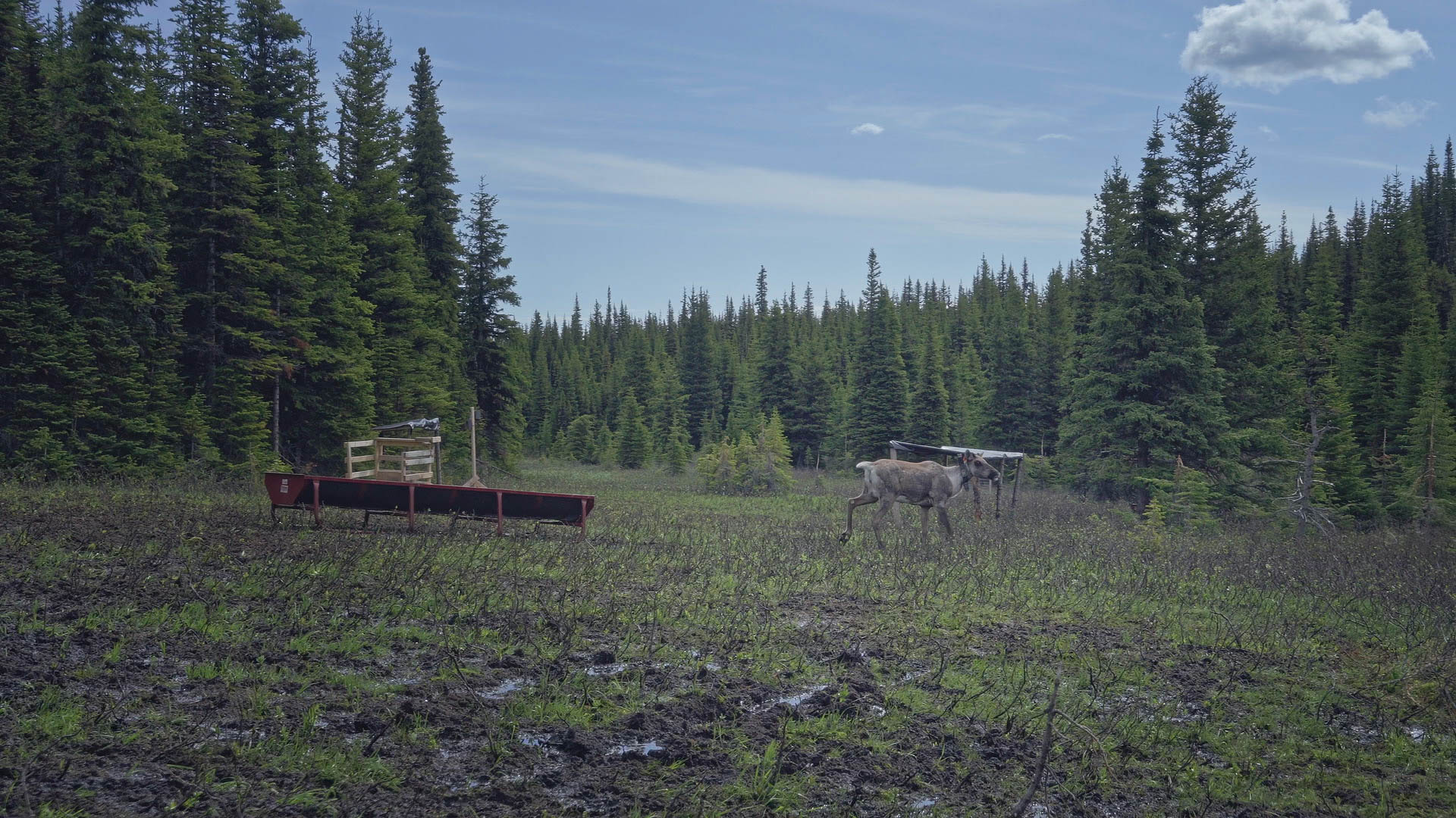 Bodewitz-Caribou_2.38.1