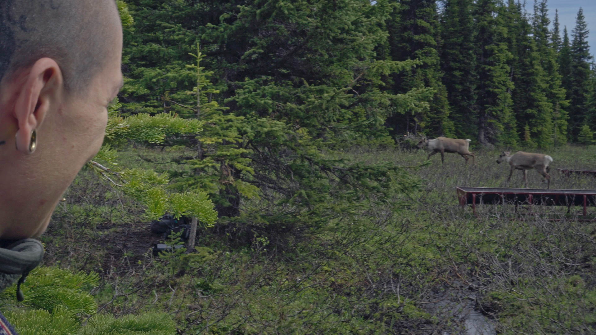 Bodewitz-Caribou_2.39.1