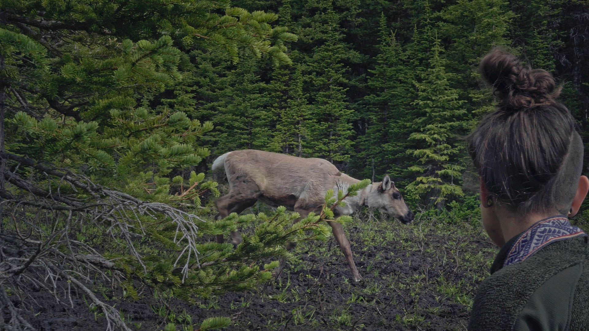 Bodewitz-Caribou_2.42.1