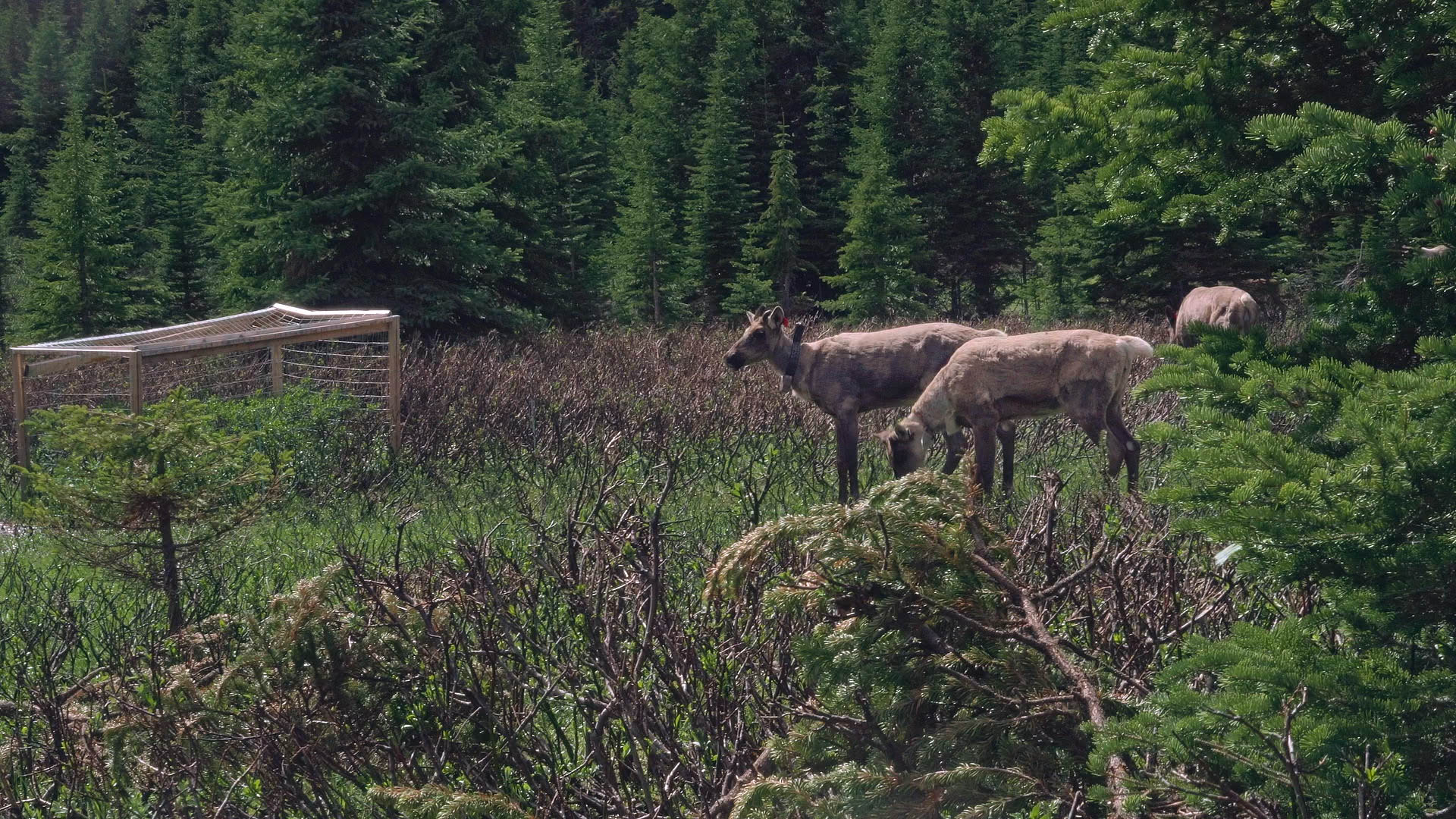 Bodewitz-Caribou_2.43.1