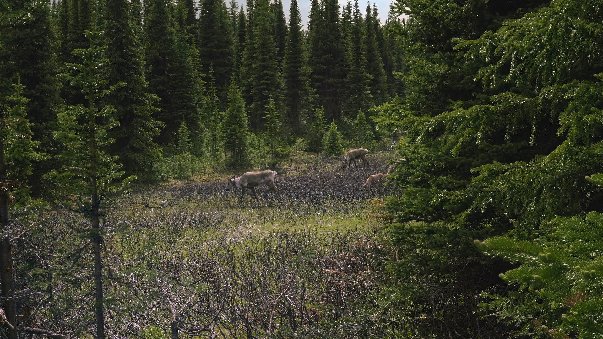 Bodewitz-Caribou_2.80.1