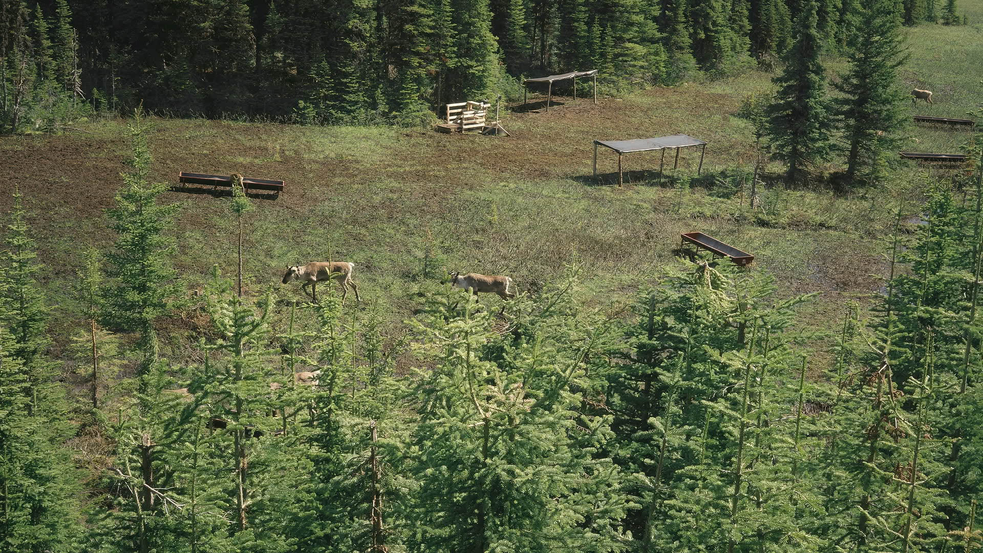Bodewitz-Caribou_2.97.1