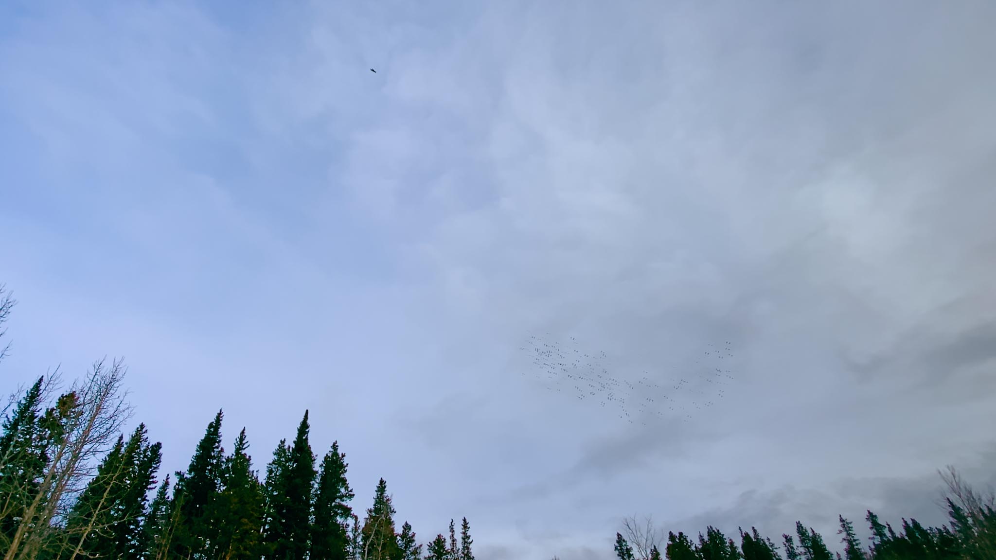 Michif_1.13.1