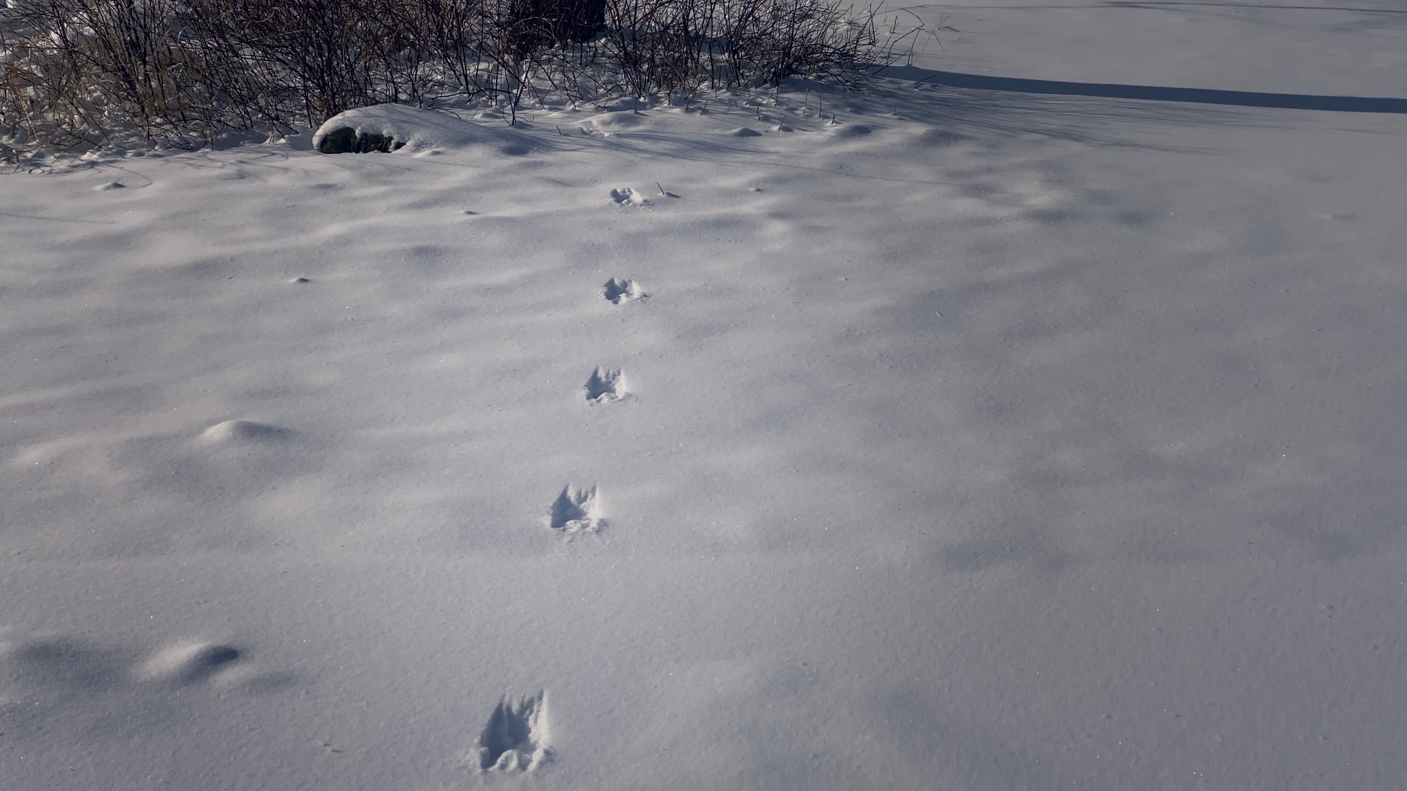 Michif_1.40.1